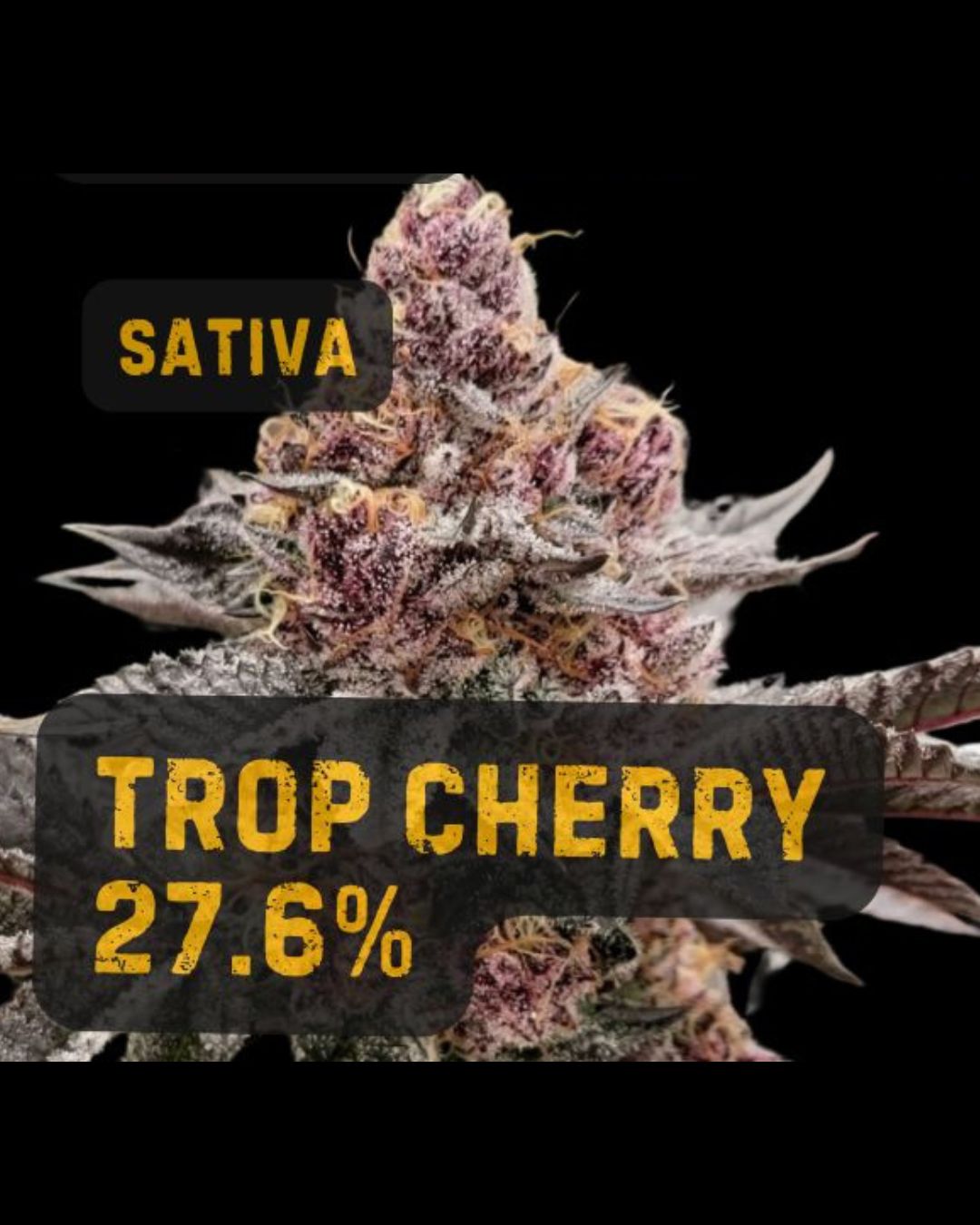 Trop Cherry | THCa: 27.6%, Weight: 1/8 oz.