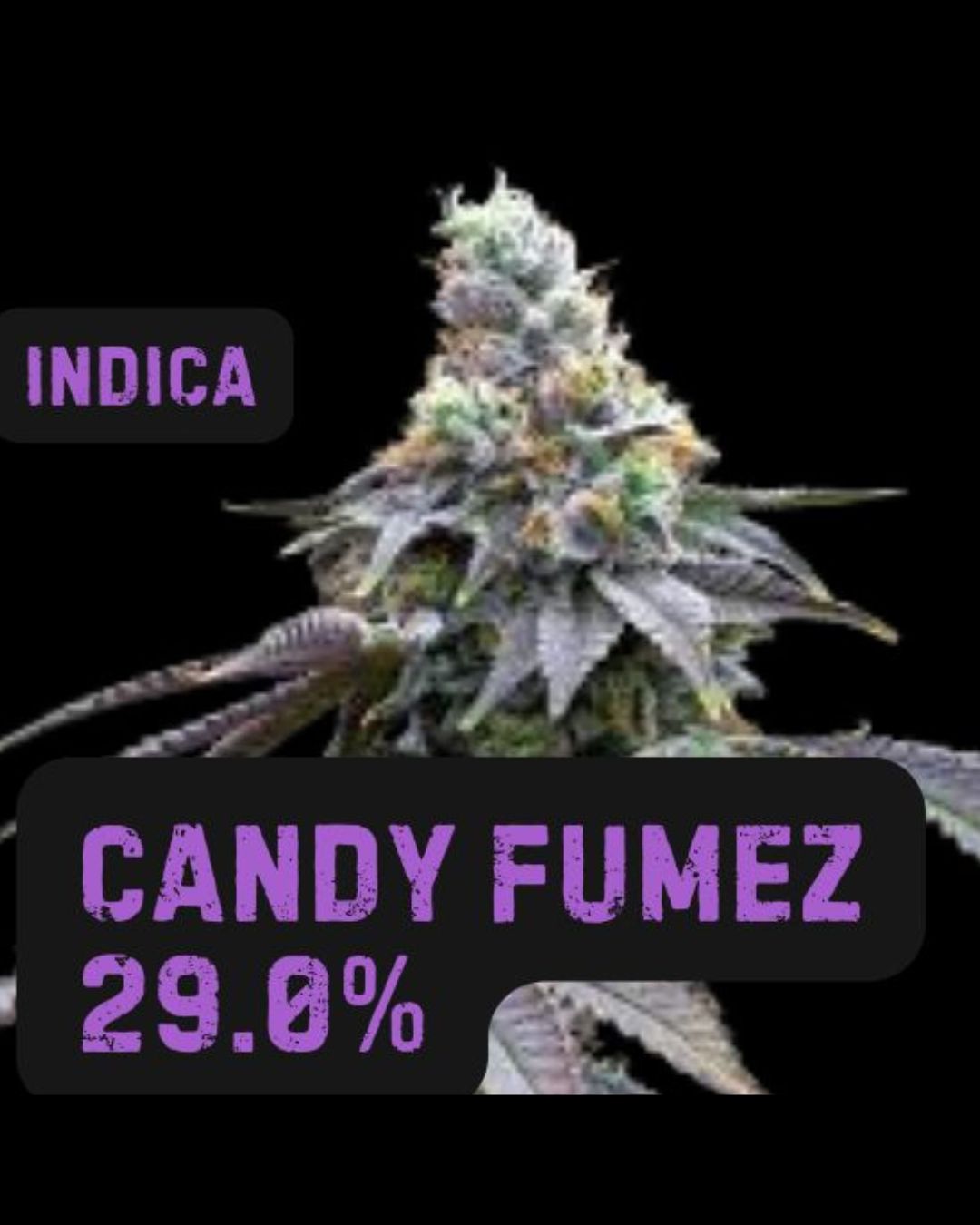 Candy Fumez | THCa: 29.0% | Indica, Weight: Gram