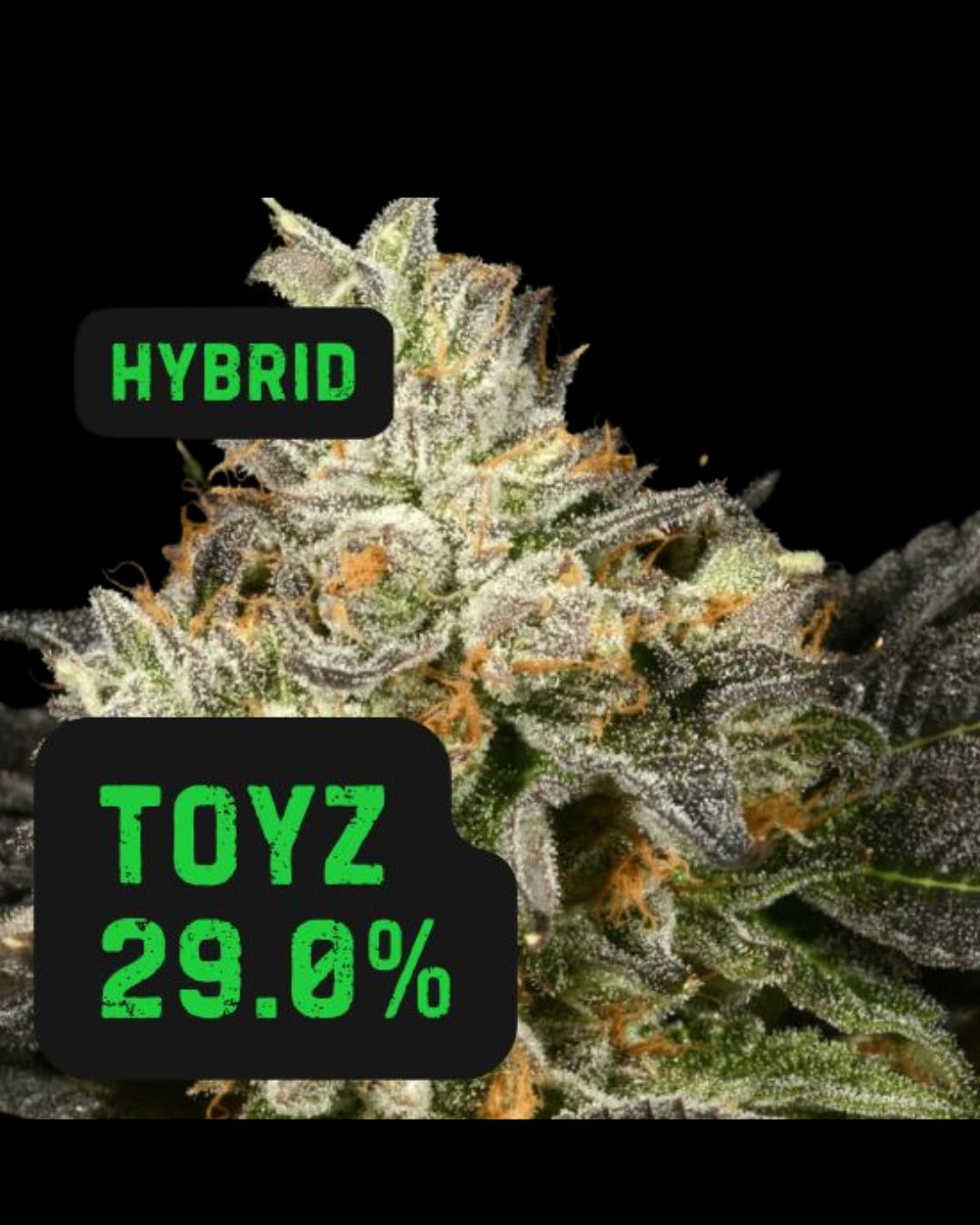 Toyz | THCa: 29.0% - HYBRID, Weight: 1/8 oz.