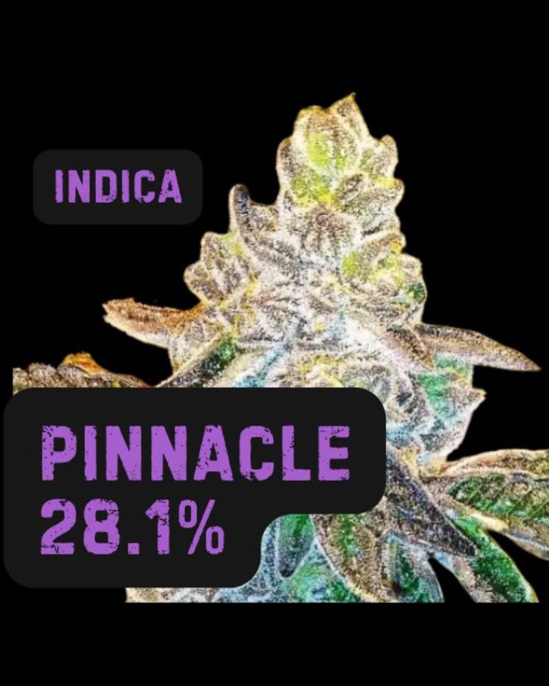 Pinnacle | INDICA | THCa: 28.1%, Weight: Gram