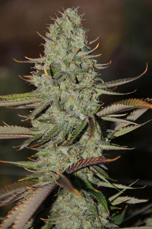 MORTISHA | INDICA | THCa: 26.01%