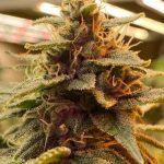 Tropical Candy | THCa: 27.6% | Indica, Weight: pre roll