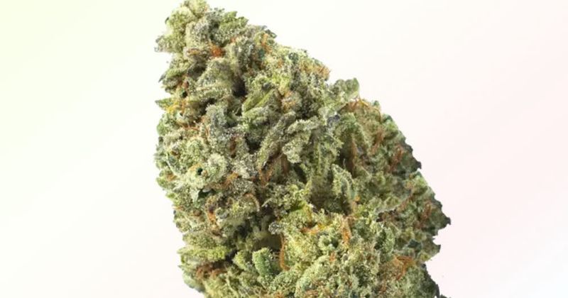 Gelonade | THCa: 28% | Sativa