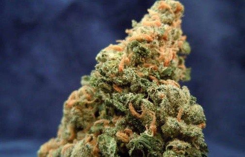 OG Cheese | Indica | THCa 23.9%