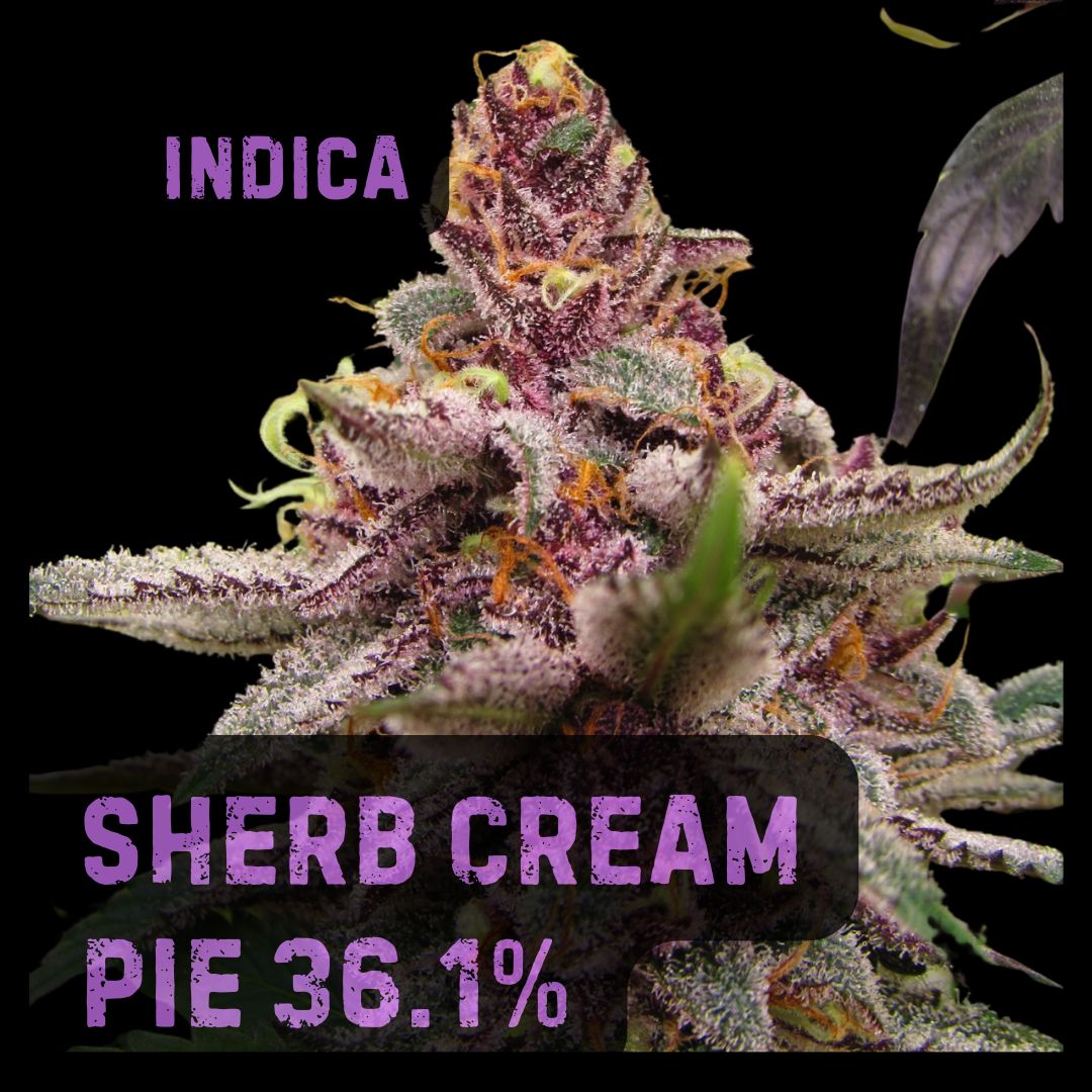 Sherb Cream Pie | THCa: 36.2% | Indica, Size: 1/8 oz.