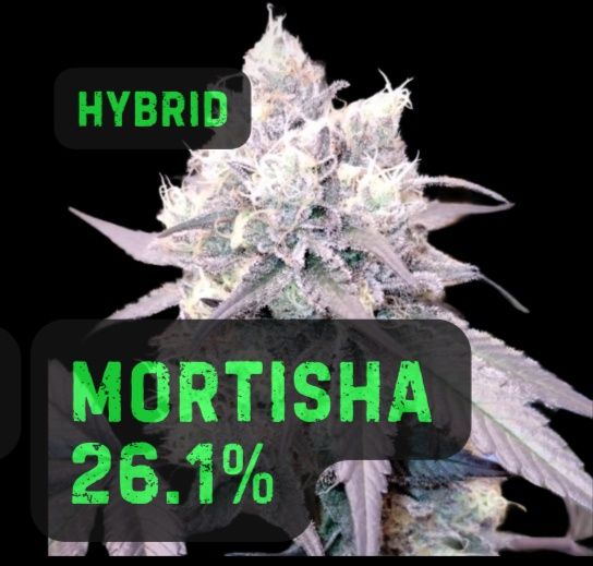 MORTISHA | INDICA | THCa: 26.01%, Weight: 1/8 oz.