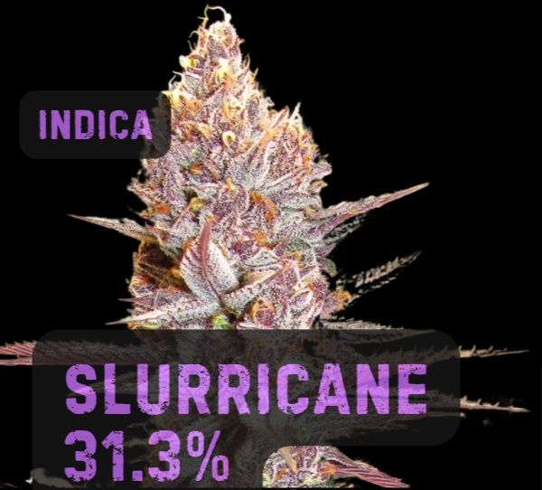 Slurricane | Hybrid | THCa: 31.3%, Weight: 1/8 oz.