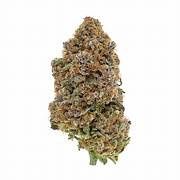 Gelato 41 | Hybrid | Hydroponics