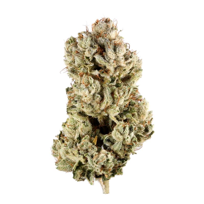 Sex Panther | Indica | Hydroponics | THCa 29.8%