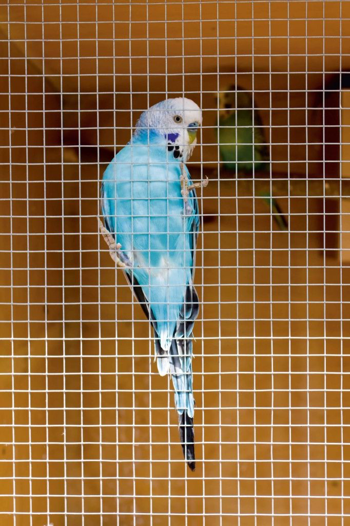 APOLLO GALV WELDED MESH PANEL 0.6 X 0.9M MESH SIZE: 50 X 50MM