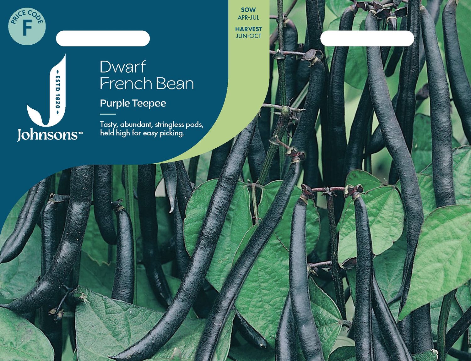 UK/JO-DWARF FRENCH BEAN PURPLE TEEPEE