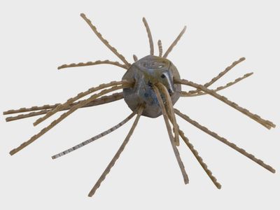Strike King Tumbleweed Floating