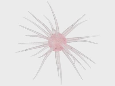 Hideup Coike Fullcast Creature Bait