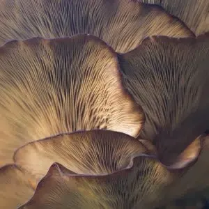 Grzyby