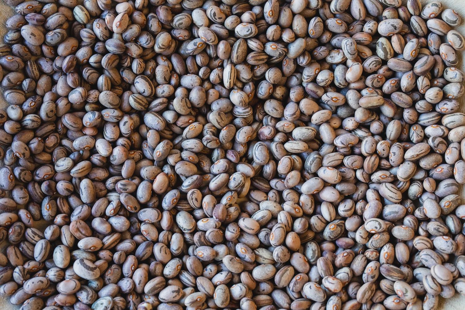 16oz Rancho Gordo "Occhio della Capra Beans"