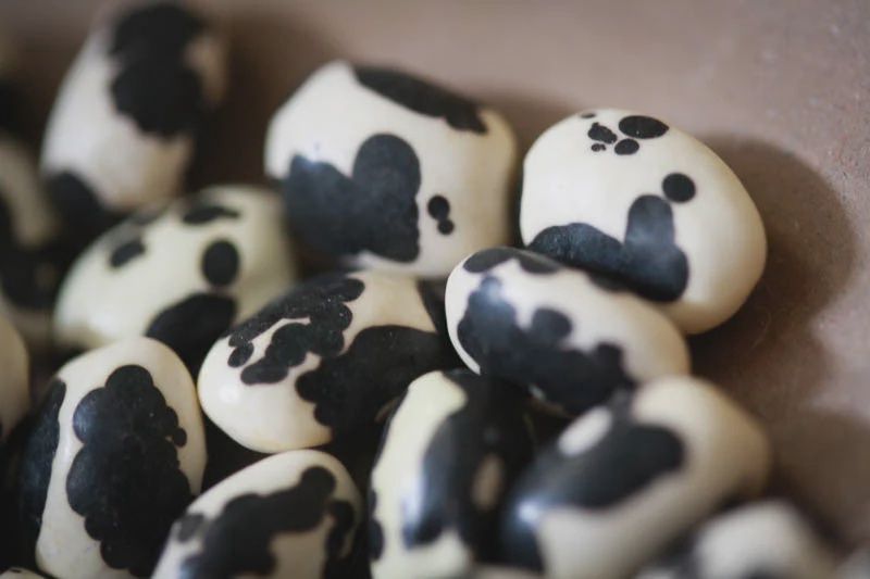 16oz Rancho Gordo "Vaquero Beans"