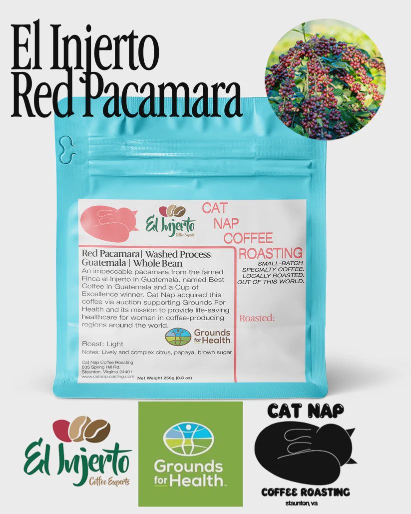 250g Cat Nap Coffee Roasting "El Injerto Red Pacamara Guatemala" Washed Process