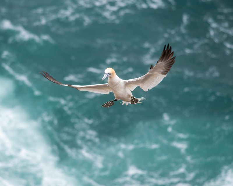 Gannet in Flight