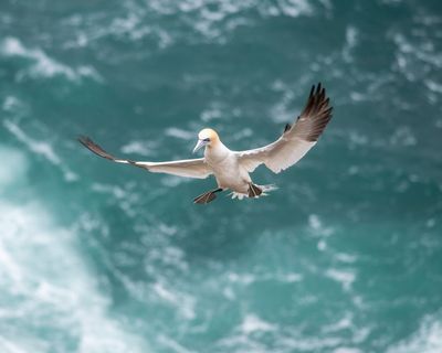 Gannet in Flight