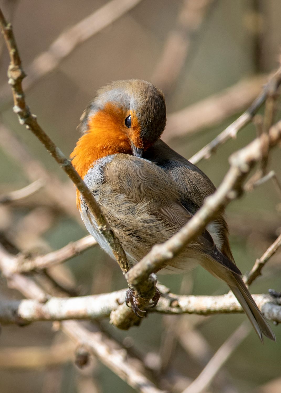 Young Robin