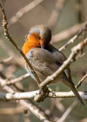 Young Robin