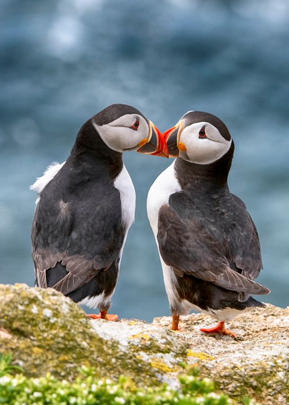Saltees Love Birds