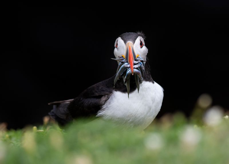 Saltess Puffin - Quick Look