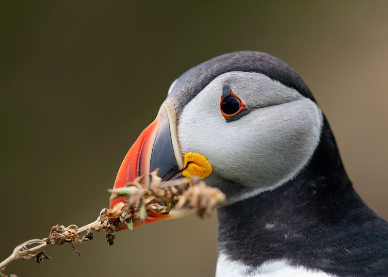 Saltess Puffin - Nesting