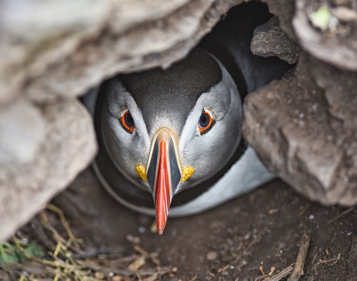 In Hiding