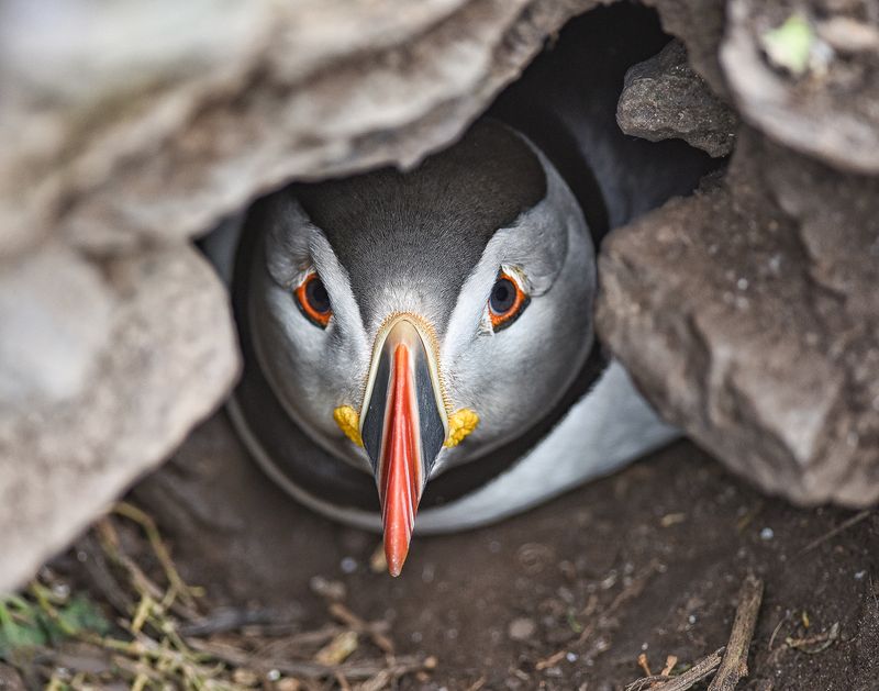 In Hiding