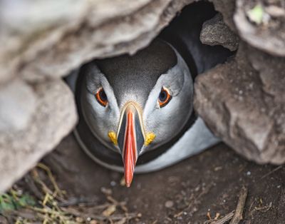 In Hiding