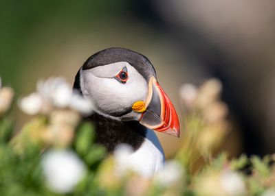 Saltess Puffin - Headshot