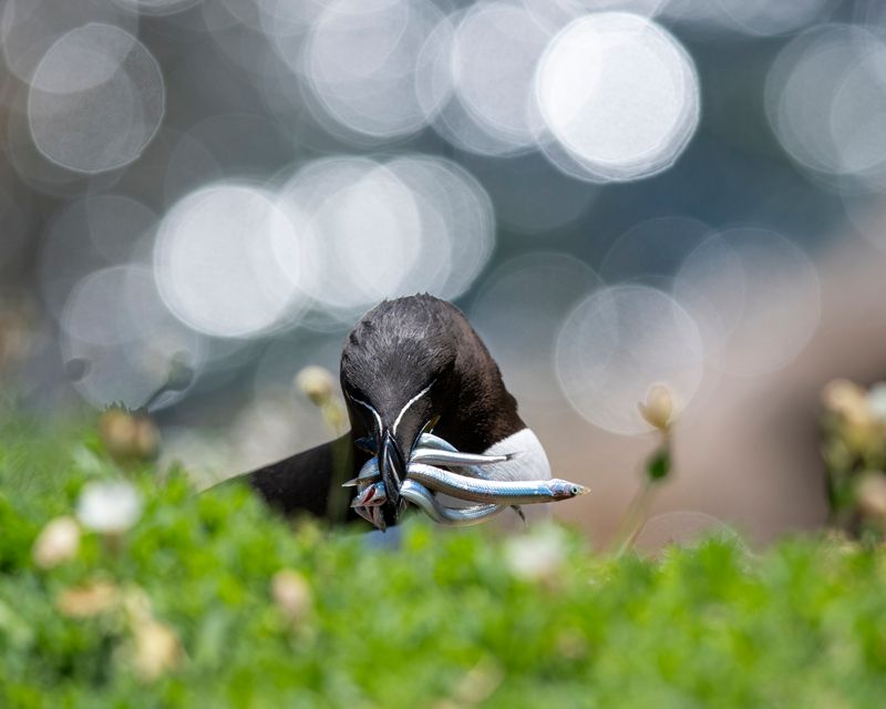 Saltees Razorbill
