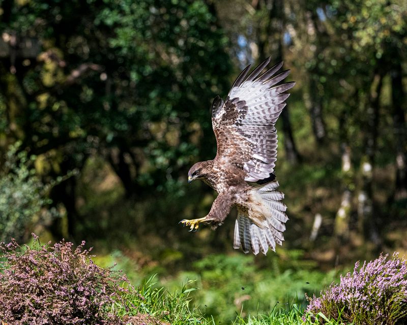 Buzzard in Flight