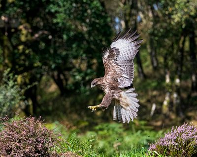 Buzzard in Flight