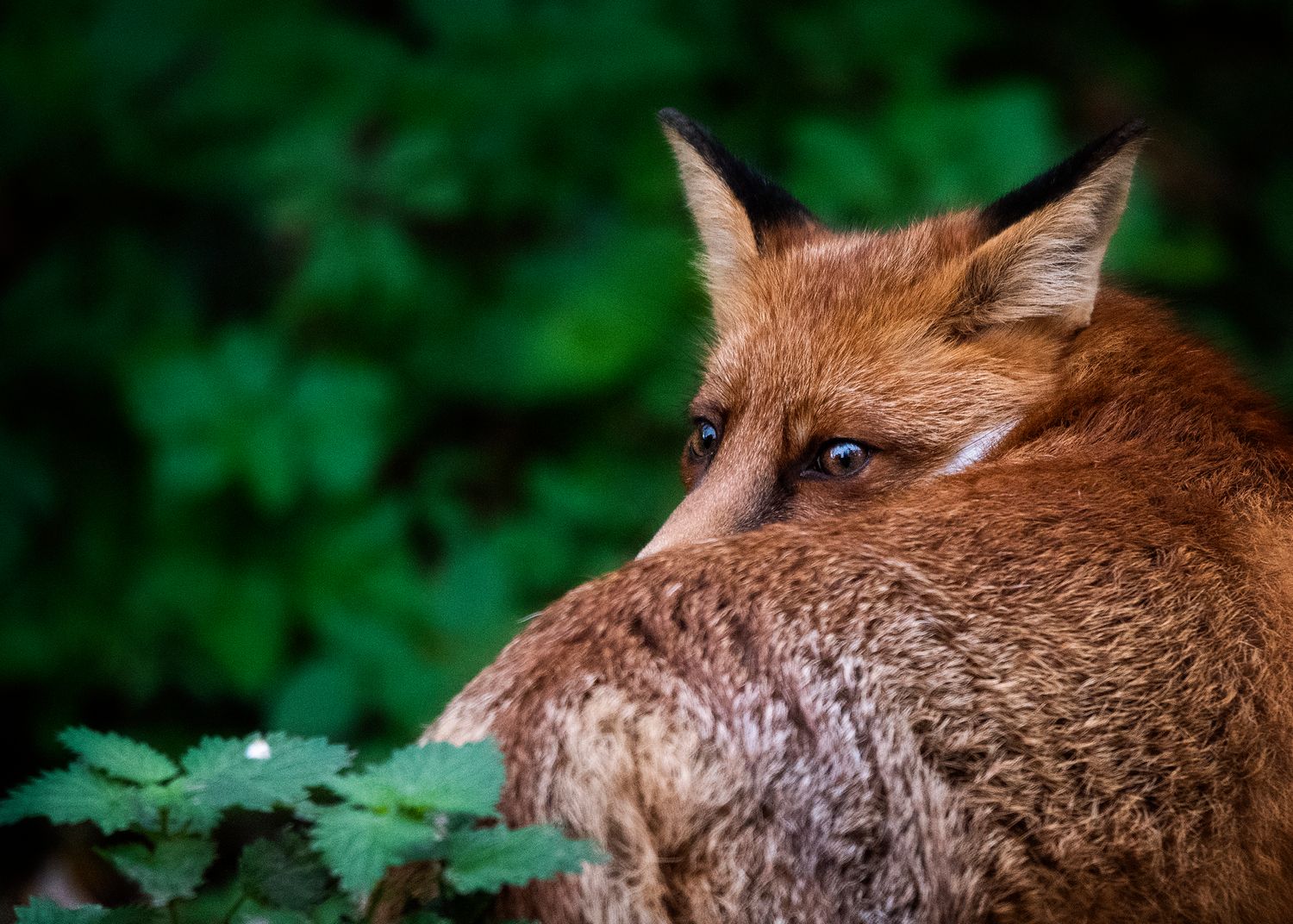 I see you