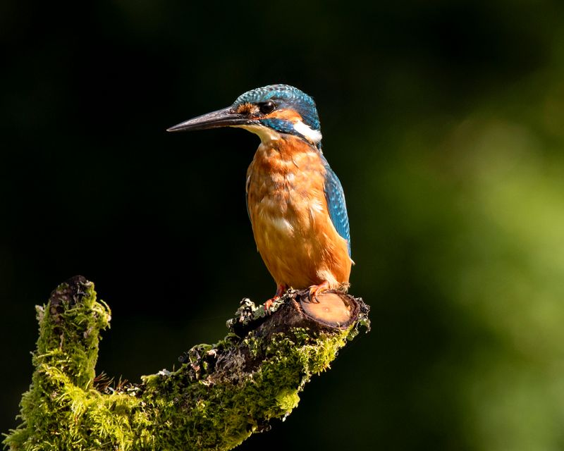 Kingfisher