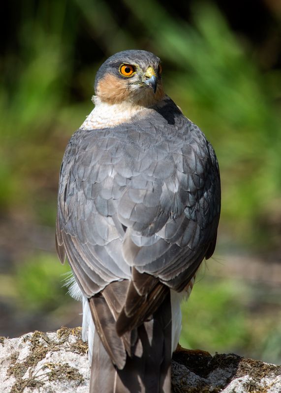Sparrowhawk
