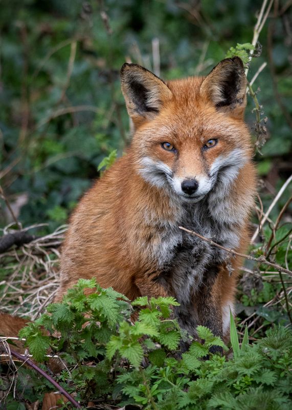 Mrs Fox