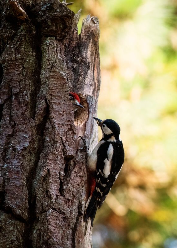 Woodpecker checking on her babies