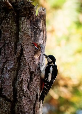 Woodpecker checking on her babies
