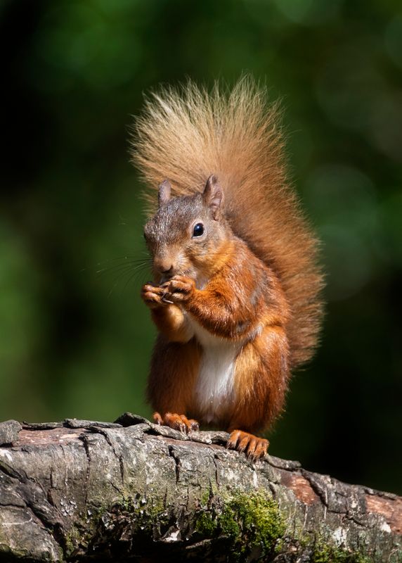 Red Squirrel