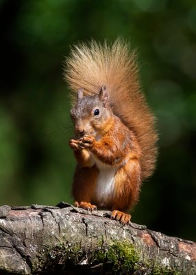 Red Squirrel