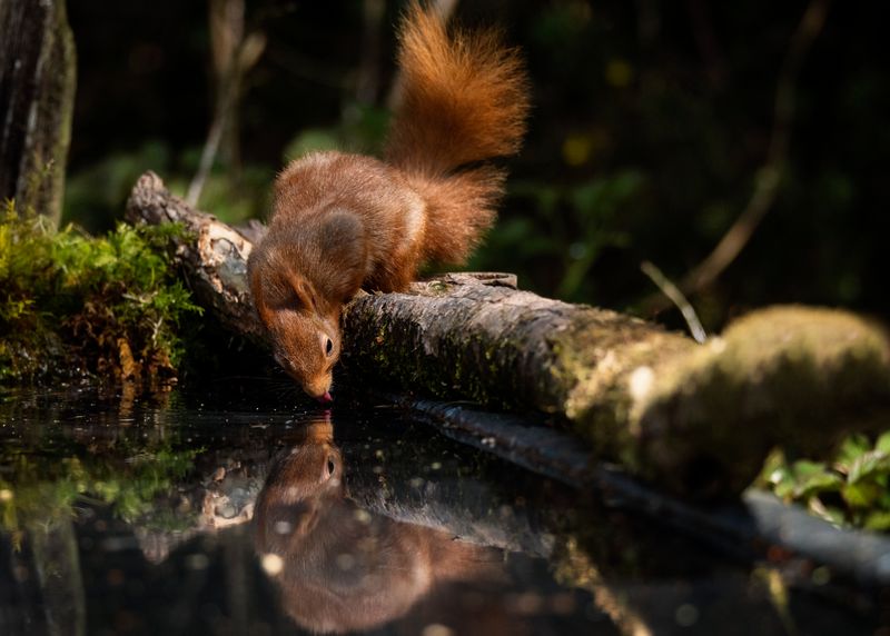 Red squirrel and reflections