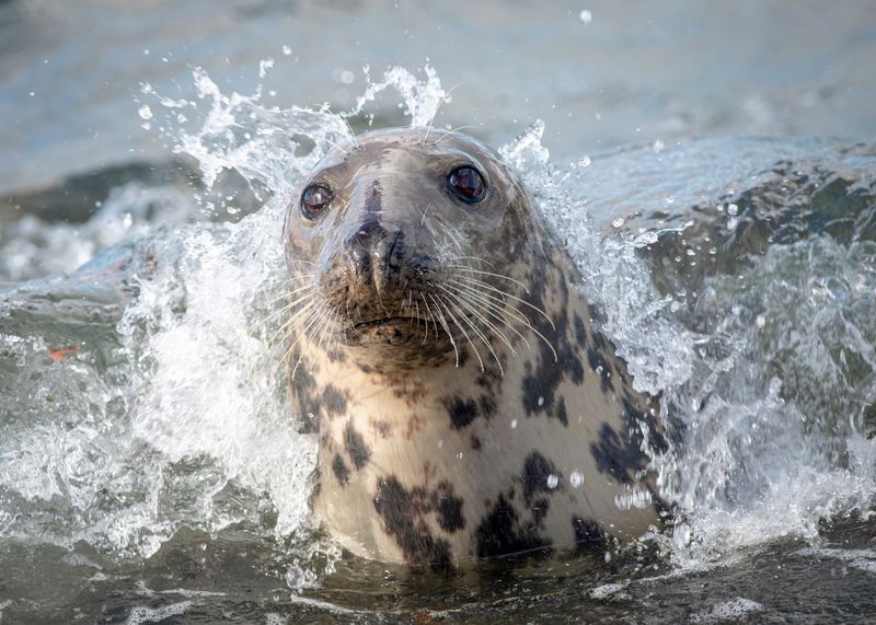 Sammy the Seal