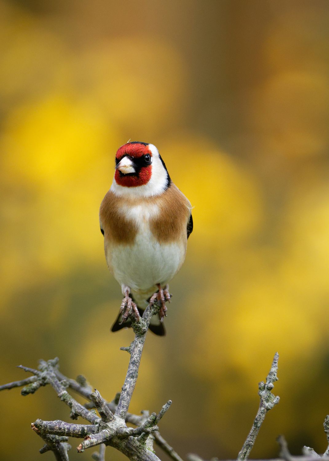Goldfinch