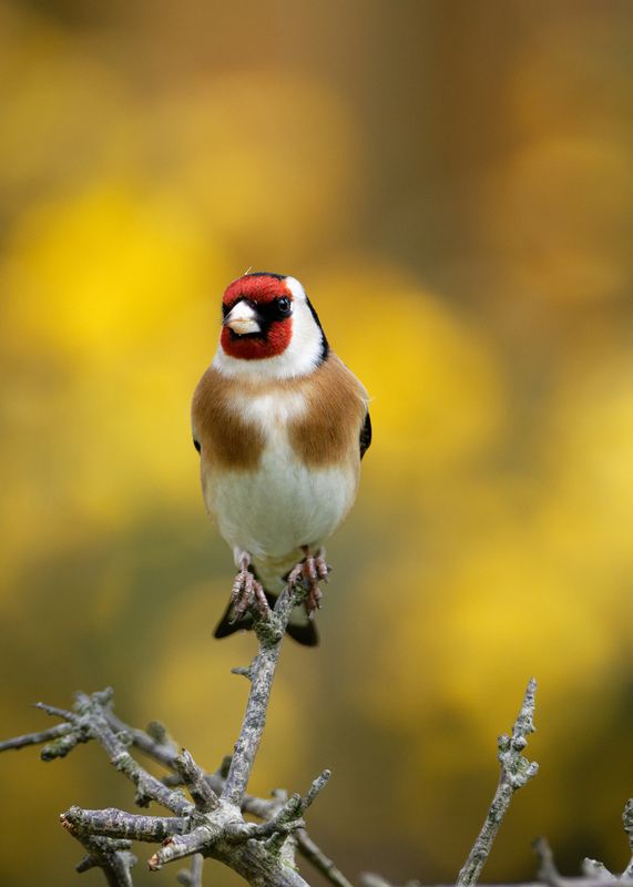 Goldfinch