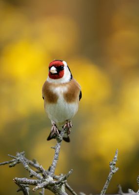 Goldfinch