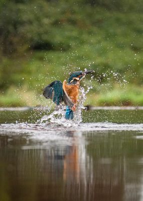 Kingfisher out of the water