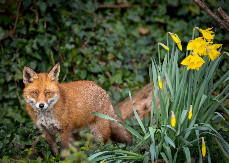 Dodder Fox